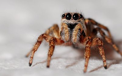 Why Are Spiders Good For The Ecosystem?