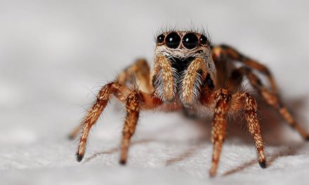 Why Are Spiders Good For The Ecosystem?