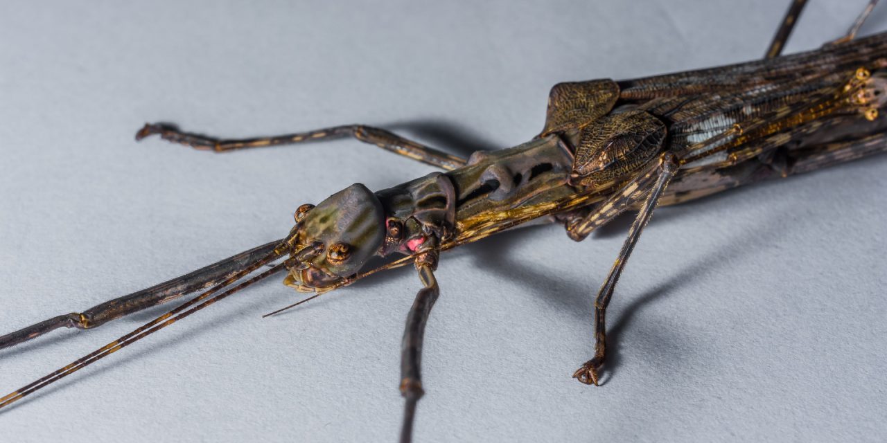 stick insect enclosure