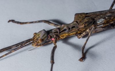 stick insect enclosure