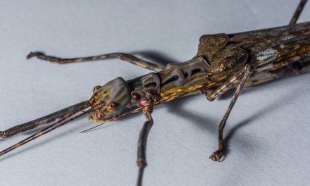 stick insect enclosure