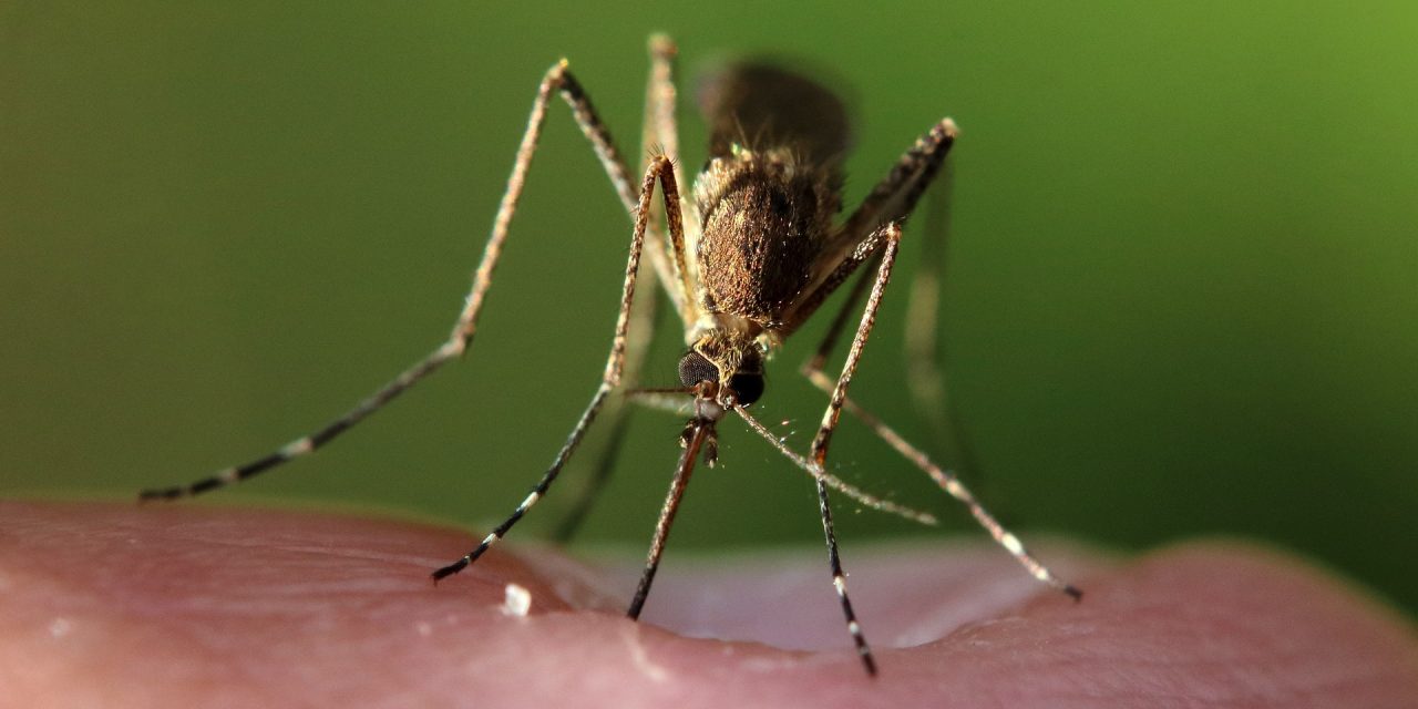 What Purpose Do Mosquitoes Serve?