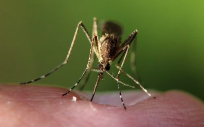 What Purpose Do Mosquitoes Serve?