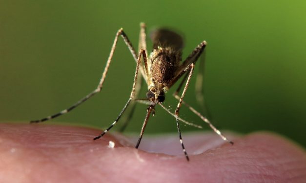 What Purpose Do Mosquitoes Serve?