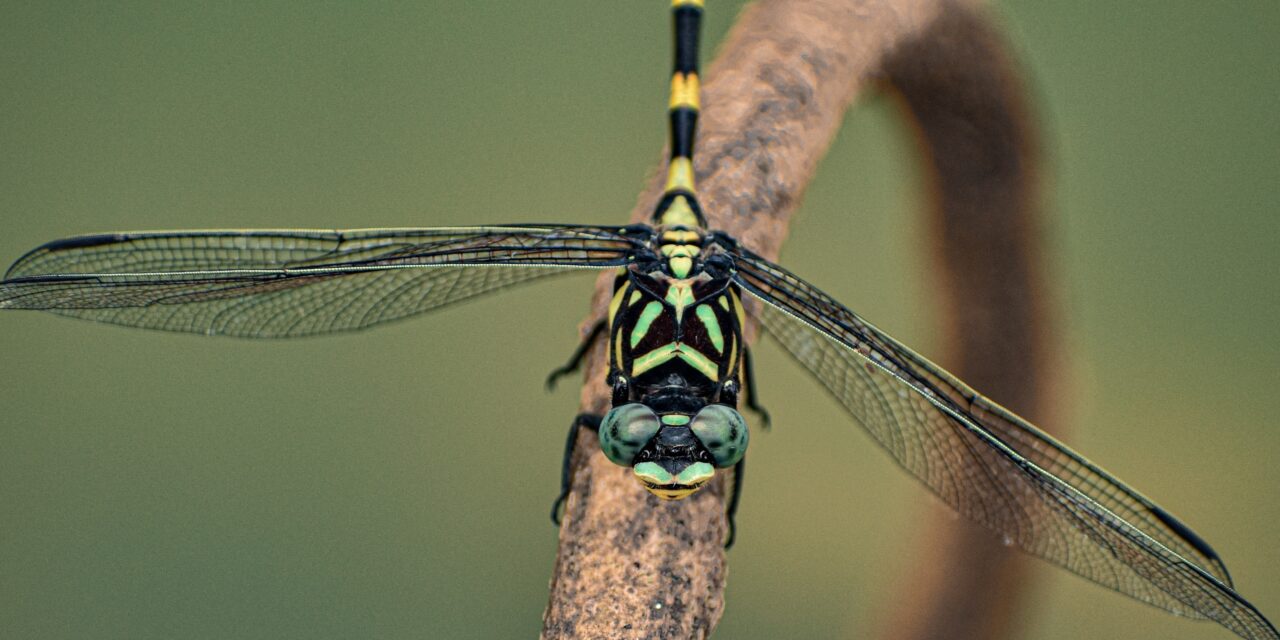 UK Flying Insects