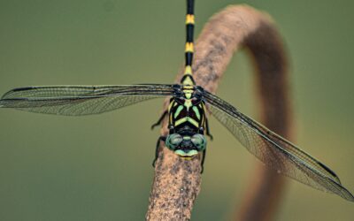 UK Flying Insects