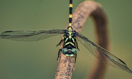 UK Flying Insects