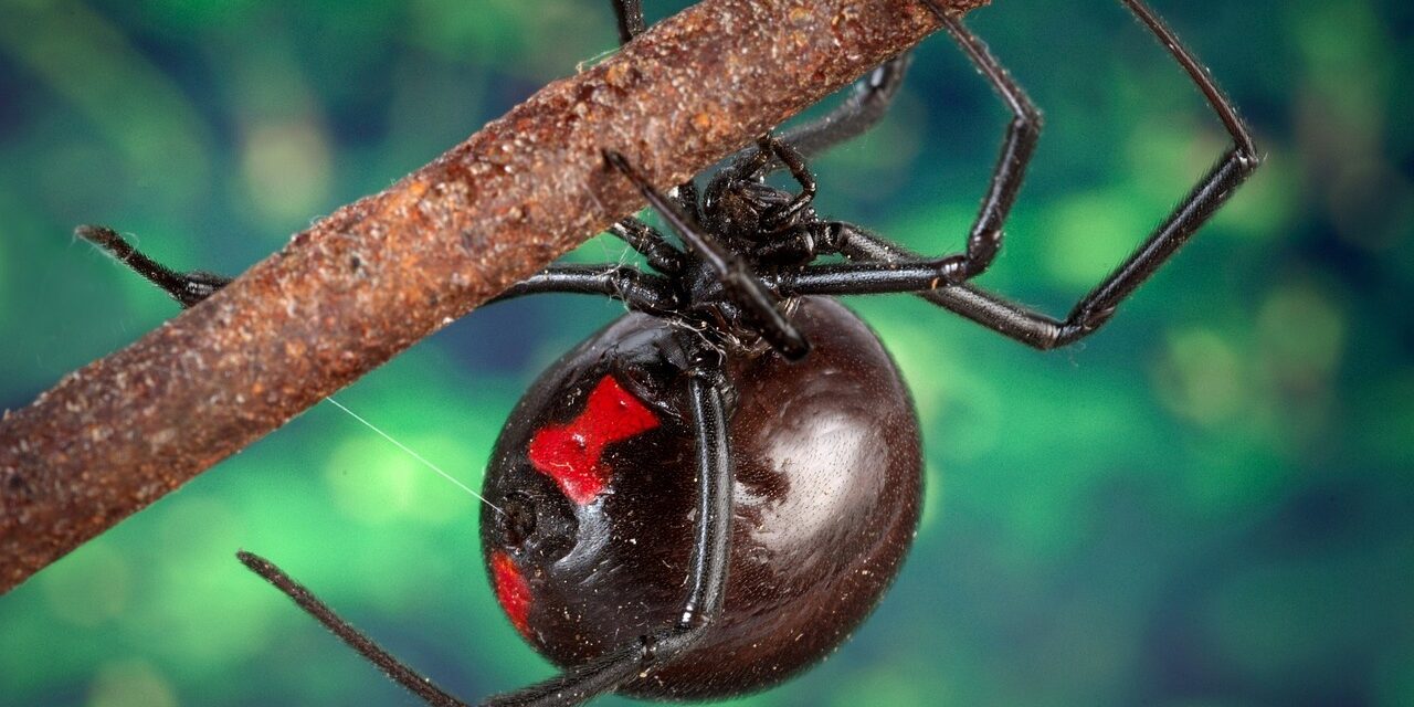 Black Widow Spider UK