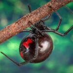 Black Widow Spider UK