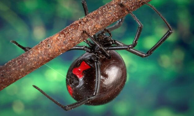 Black Widow Spider UK