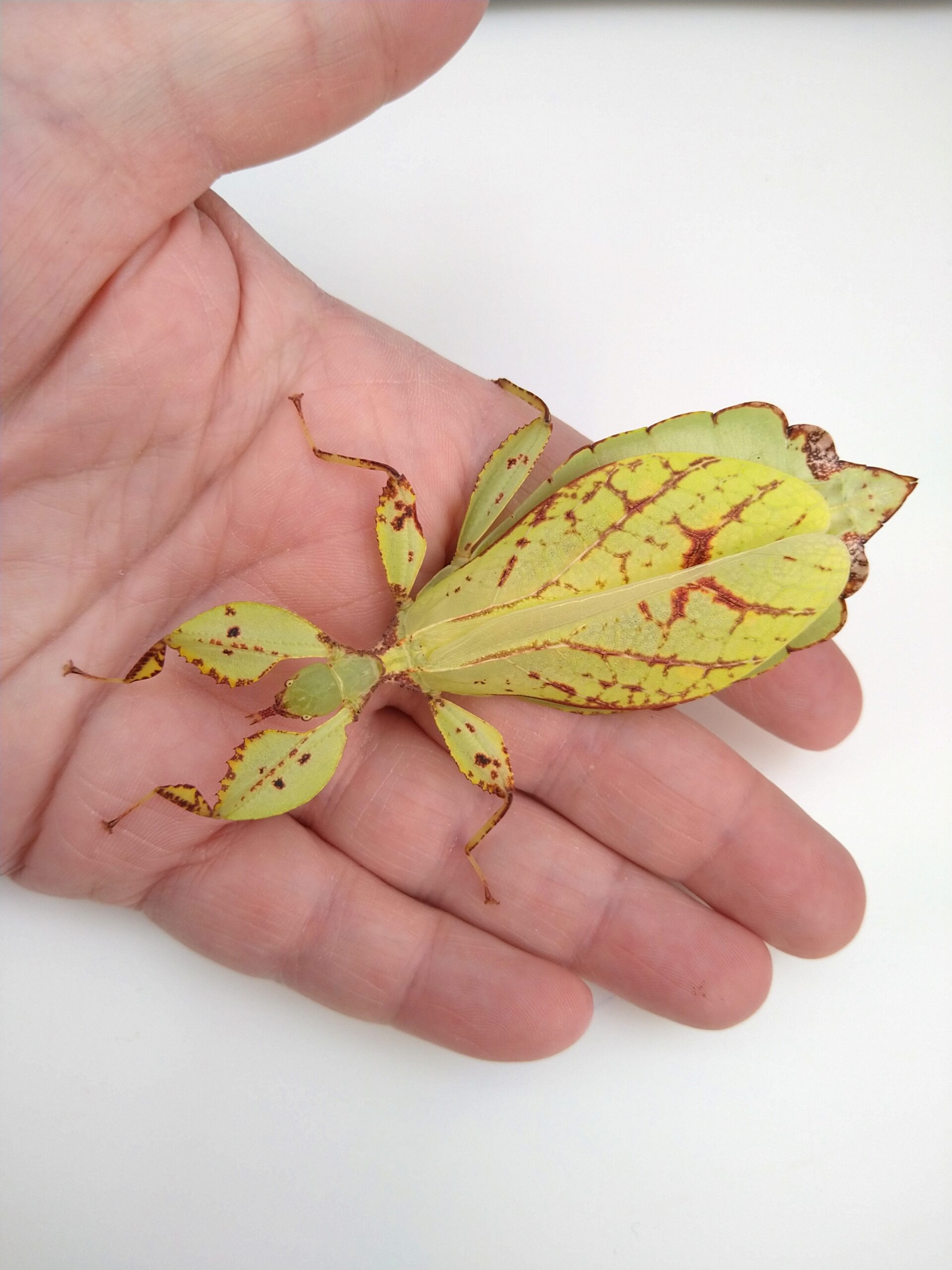 Leaf Insect