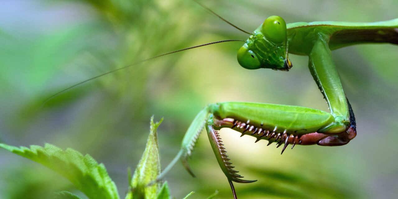 The Benefits of Praying Mantises in the Garden