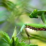 The Benefits of Praying Mantises in the Garden