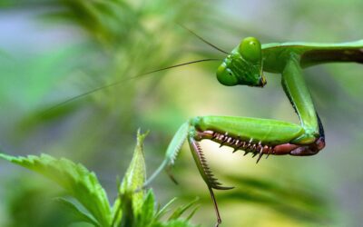 The Benefits of Praying Mantises in the Garden