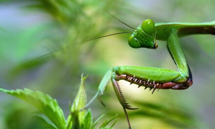 The Benefits of Praying Mantises in the Garden